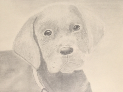 A portrait of a black lab puppy made from graphite.