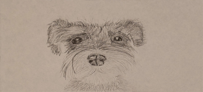 Portrait of miniature schnauzer made from graphite.